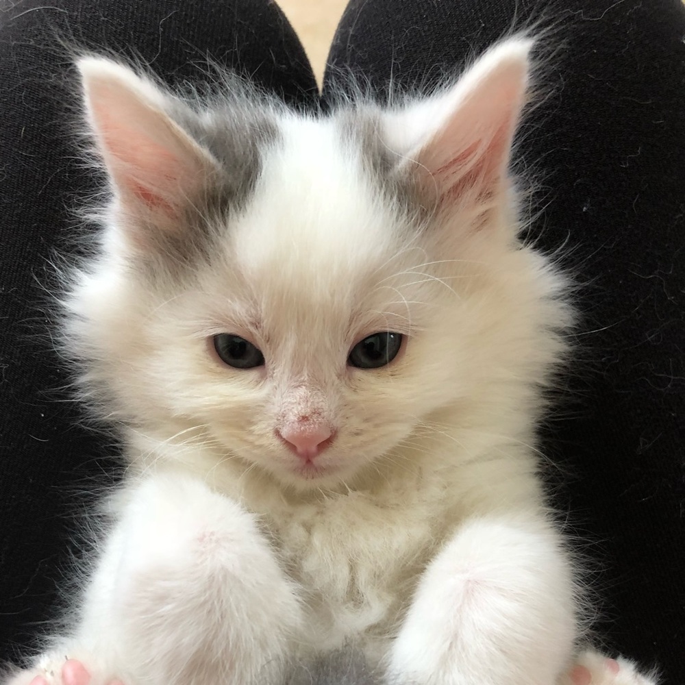 Meet your Posher, Kimberly